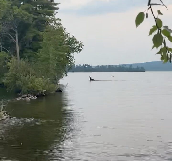 “That’s No Loon…”